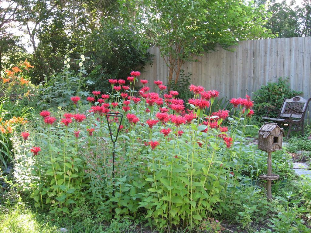 Twin Pines Bed And Breakfast Peterborough Esterno foto